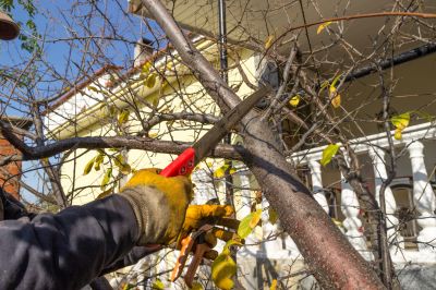 Limbs Trimming detail