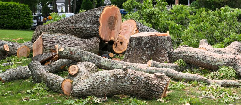 Tree Branch Cutting detail
