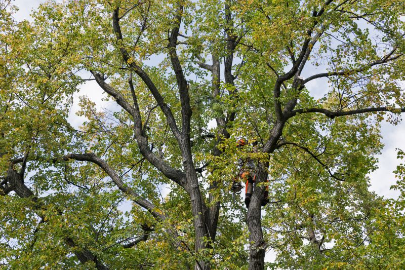 Tree Canopy Thinning detail