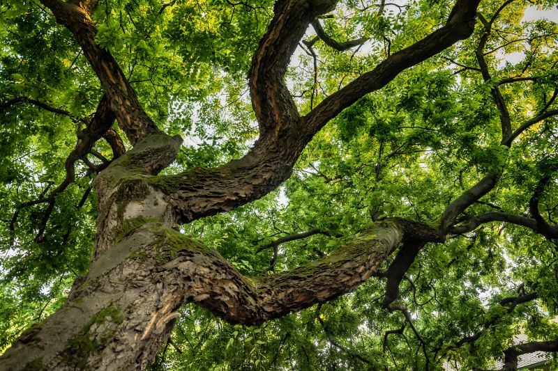Tree Crown Shaping detail