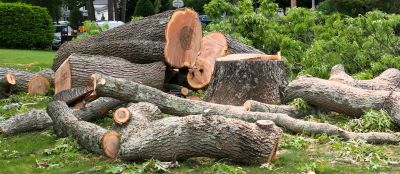 Tree Lopping Service detail