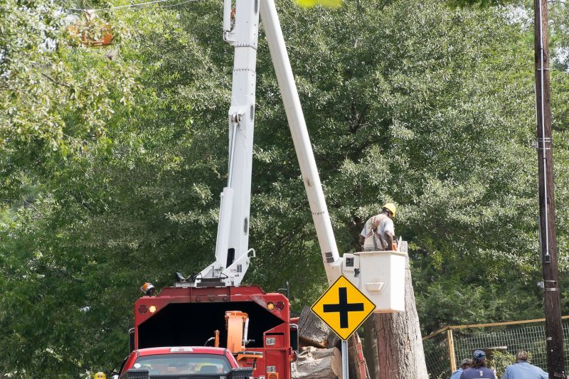 Tree Maintenance Service detail