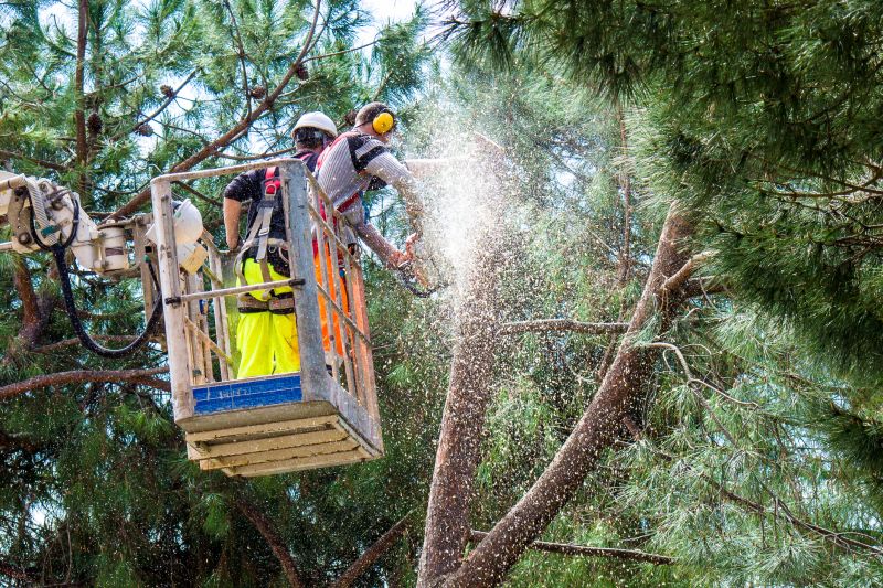 Tree Shearing detail