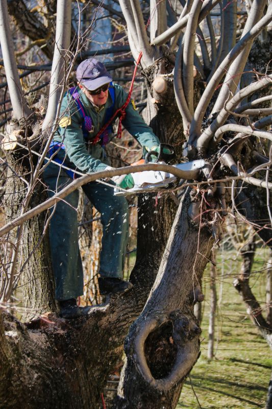 Limb Pruning