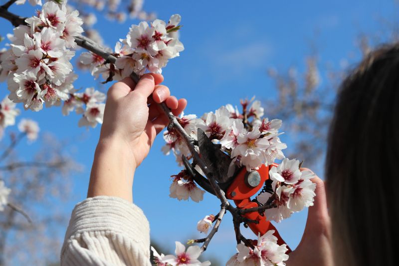 Magnolia Tree Pruning