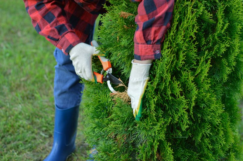 Maple Tree Pruning
