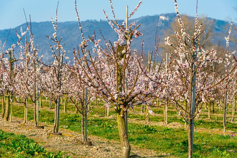Orchard Tree Pruning