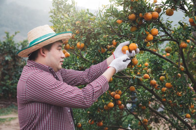 Orchard Tree Pruning