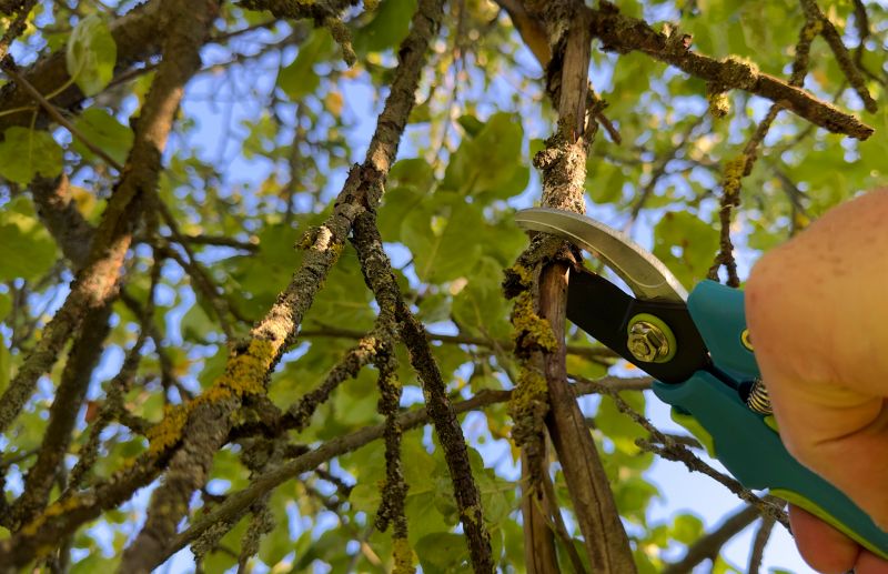 Peach Tree Pruning
