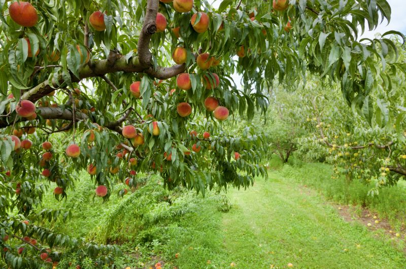 Peach Tree Trimming