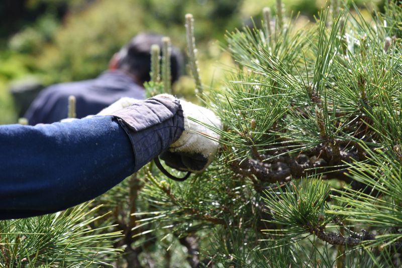Pear Trees Pruning