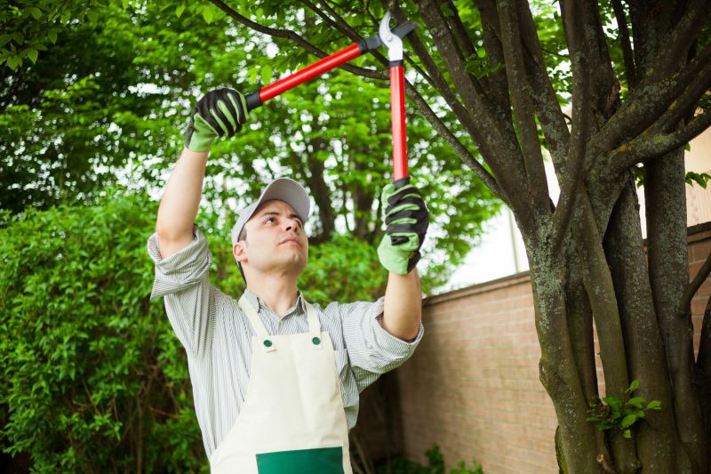 Pear Trees Pruning