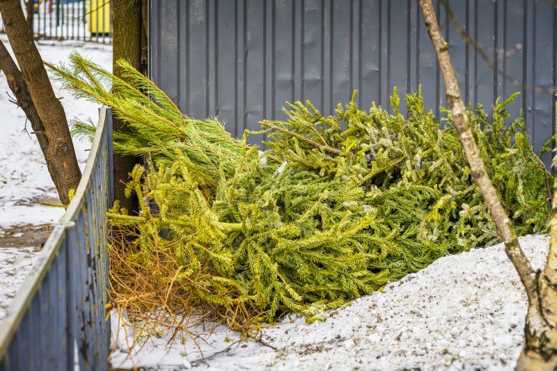 Pine Tree Trimming