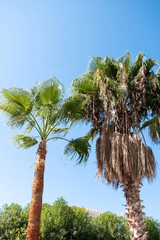 Queen Palm Tree Trimming