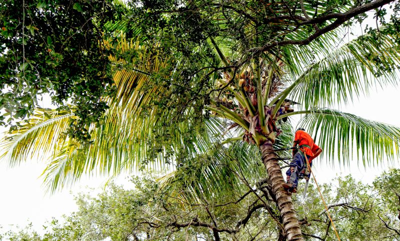 Queen Palm Tree Trimming