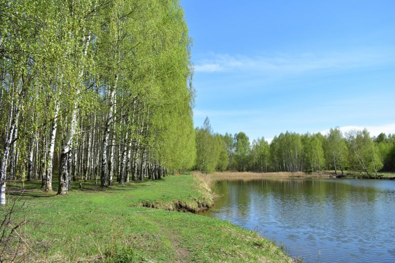 River Birch Pruning