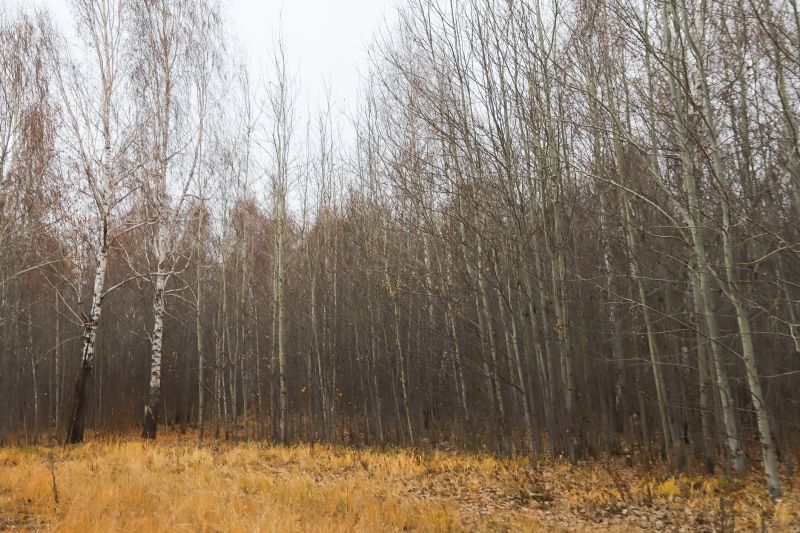 River Birch Pruning