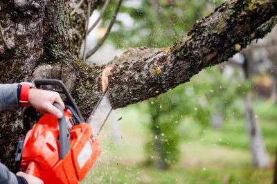 Tree Branch Cutting