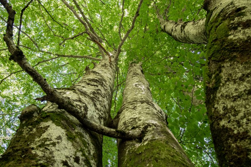 Tree Canopy Thinning