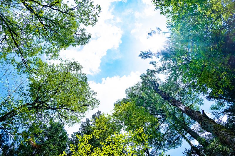 Tree Canopy Thinning