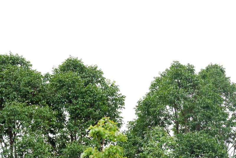 Tree Crown Shaping