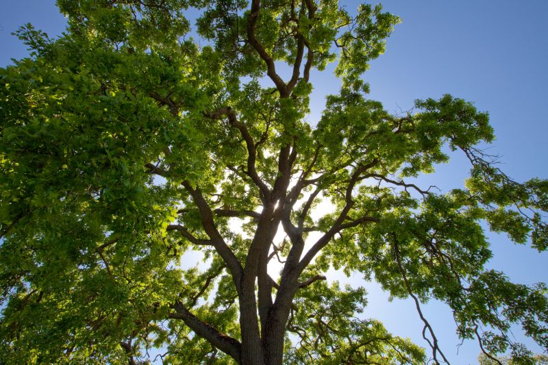Tree Crown Shaping