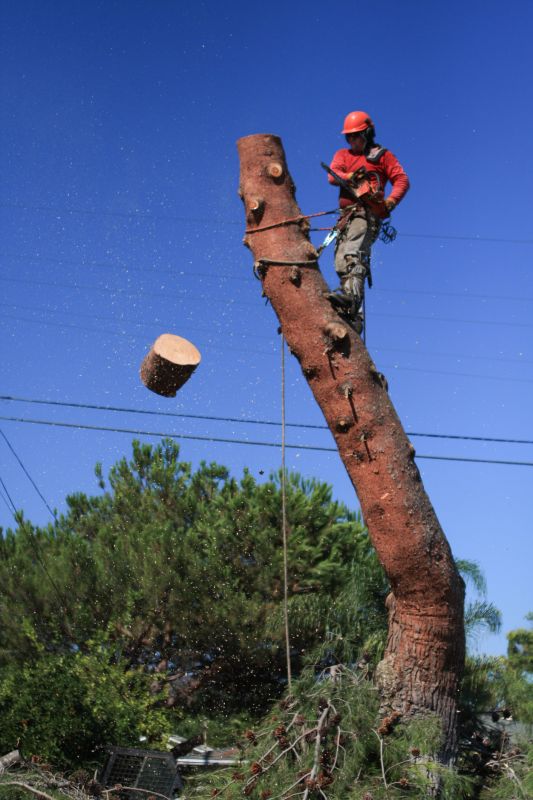 Tree Cutting Service