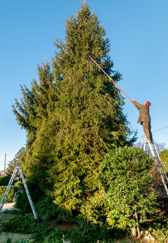 Tree Limb Trimming Service