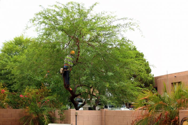 Tree Limb Trimming Service