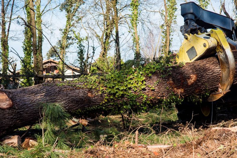 Tree Service
