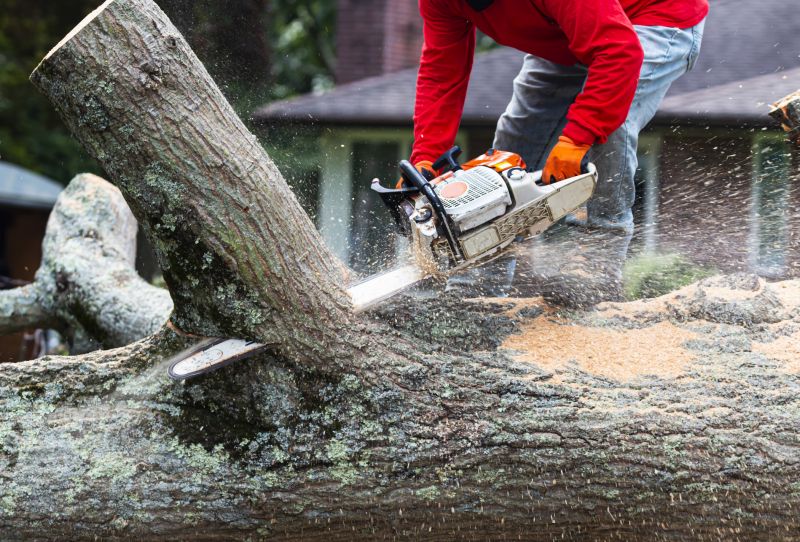 Deadwood Removal