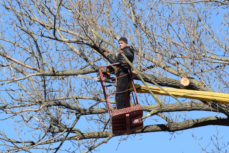 Tree Health Inspection