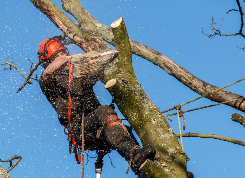 Tree Inspection by Professional