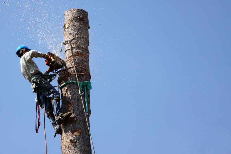 Safe Tree Removal Equipment