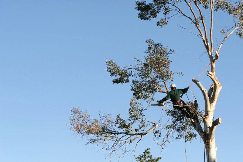 Tree Trimming in Progress