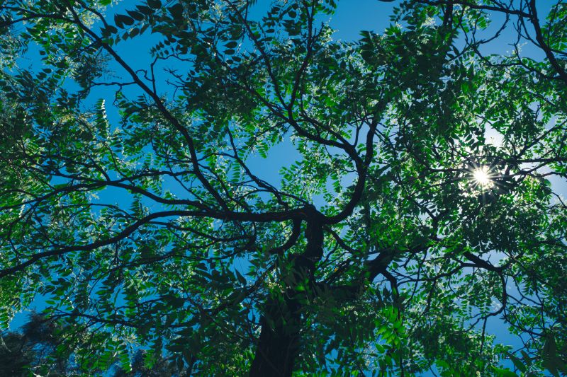 Pruned Tree Canopy