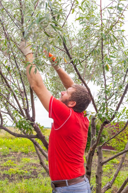 Seasonal Pruning