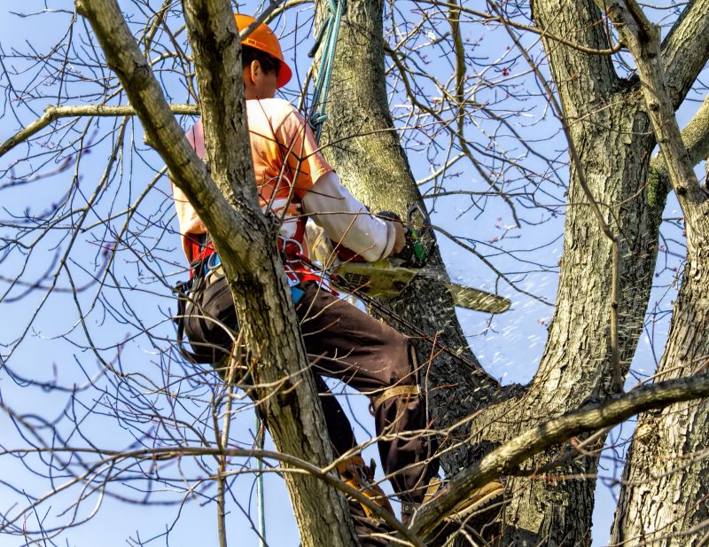Tree Care Equipment