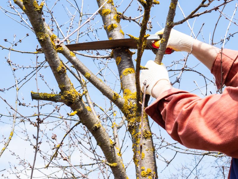 Tree Health Inspection