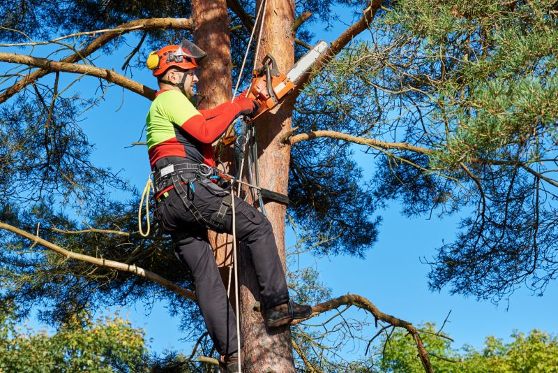 Completed Tree Trimming