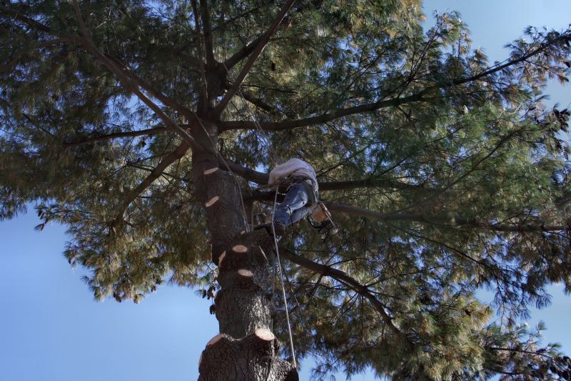 Tree Preservation