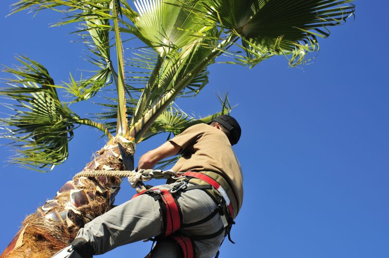 Emergency Tree Services